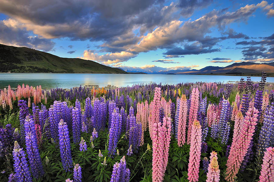 new zealand image